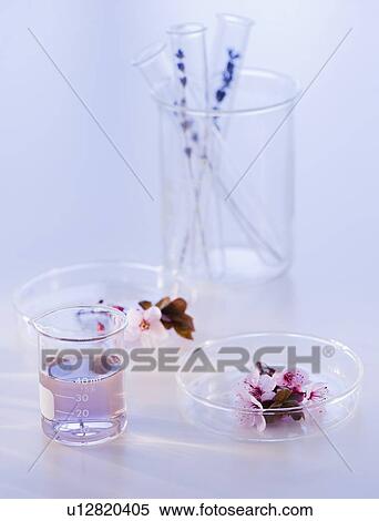 Close up of lavender and laboratory glassware, studio shot View Large Photo Image Stock Photography - Close up of lavender and laboratory glassware, studio shot. Fotosearch