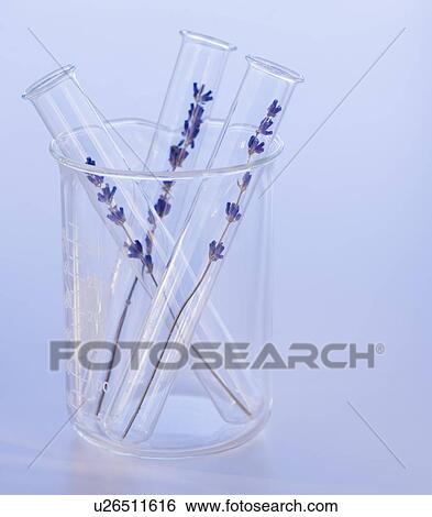 Close up of lavender in laboratory glassware, studio shot View Large Photo Image Stock Photograph - Close up of lavender in laboratory glassware, studio shot. Fotosearch