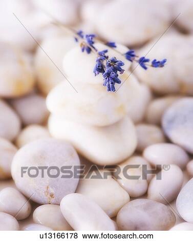 Close up of lavender on pebble stones, studio shot View Large Photo Image Stock Photo - Close up of lavender on pebble stones, studio shot. Fotosearch