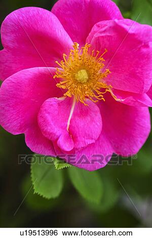 Stock Photograph - Close-up of pink begonia. Fotosearch