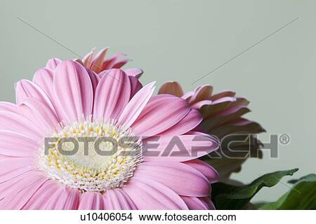 Picture - Close-up of pink daisy flower. Fotosearch