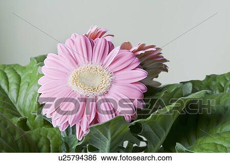 Close-up of pink daisy flower View Large Photo Image Stock Photograph - Close-up of pink daisy flower. Fotosearch