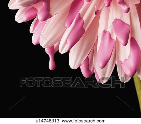 Stock Image - Close-up of pink daisy petals. Fotosearch