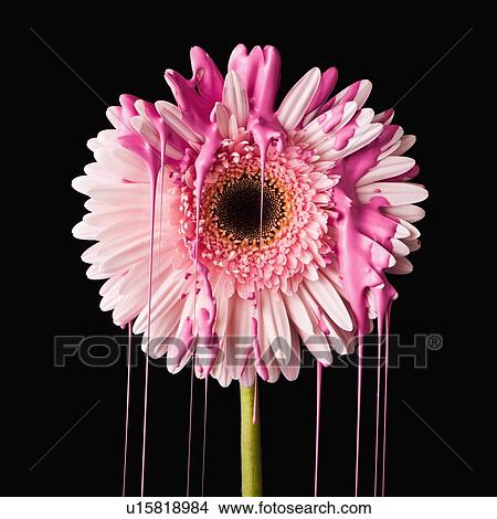 Close-up of pink daisy View Large Photo Image Picture - Close-up of pink daisy. Fotosearch