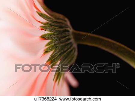 Picture - Close-up of pink daisy. Fotosearch