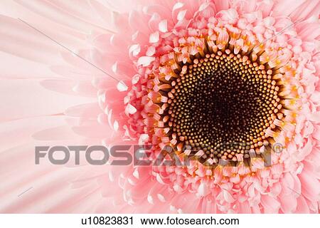 Stock Image - Close-up of pink daisy. Fotosearch