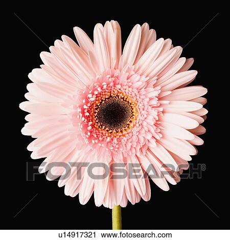 Close-up of pink daisy View Large Photo Image Stock Image - Close-up of pink daisy. Fotosearch