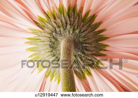 Stock Photo - Close-up of pink daisy. Fotosearch