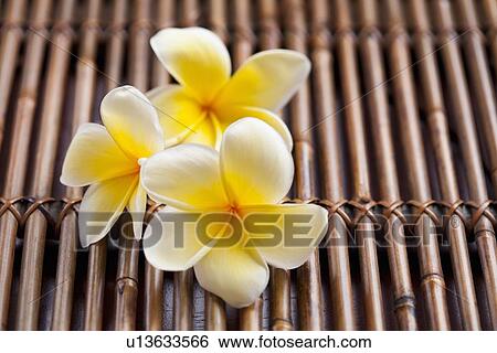 Stock Photograph - Close-up of pink plumeria flower. Fotosearch