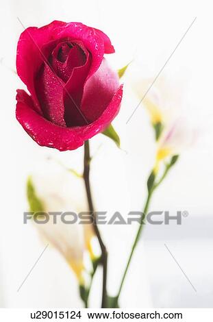 Picture - Close-up of red rose. Fotosearch