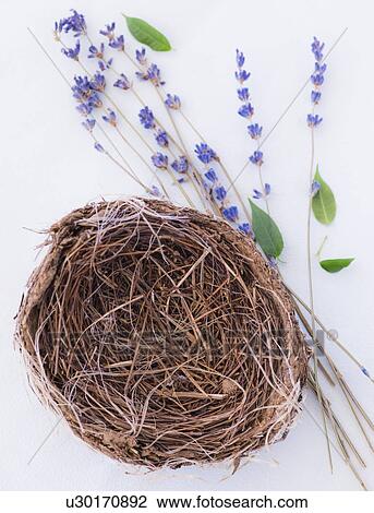 Stock Image - Close up of straw bird's nest and lavender, studio shot. Fotosearch