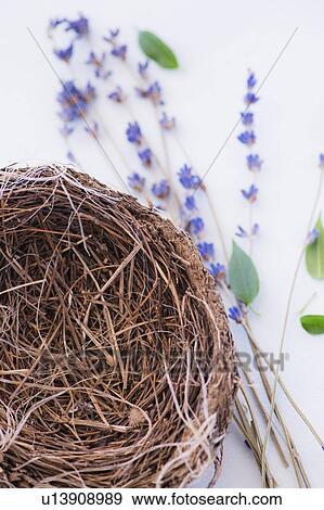 Close up of straw bird's nest and lavender, studio shot View Large Photo Image Stock Photo - Close up of straw bird's nest and lavender, studio shot. Fotosearch