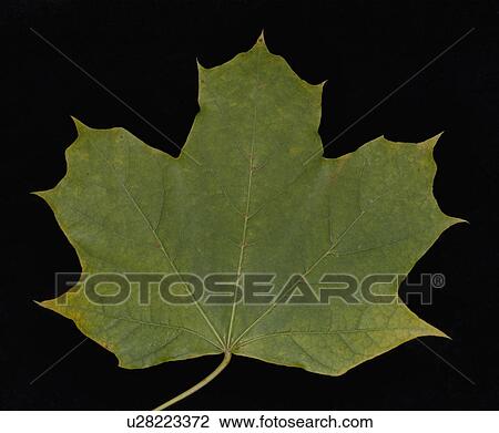 Stock Image - Close-up studio shot of green leaf. Fotosearch