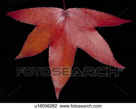 Close-up studio shot of red leaf View Large Photo Image Stock Image - Close-up studio shot of red leaf. Fotosearch