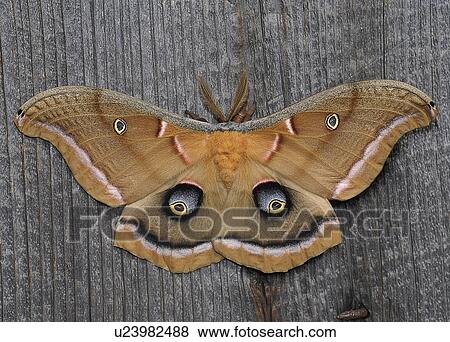 Close-up view of beautiful butterfly View Large Photo Image Stock Photo - Close-up view of beautiful butterfly. Fotosearch