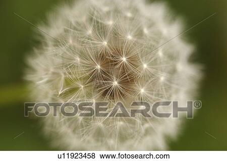 Stock Photo - Close-up view of dandelion. Fotosearch