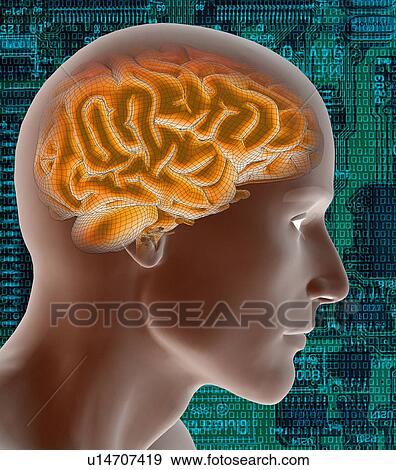 Stock Photo - Conceptual image of human brain. Fotosearch