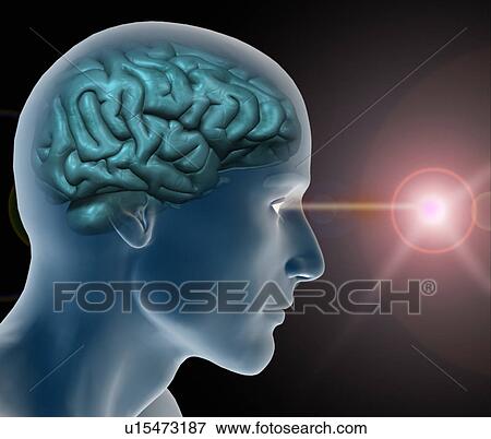 Conceptual image of human brain View Large Photo Image Stock Photo - Conceptual image of human brain. Fotosearch