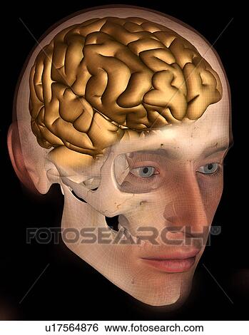 Conceptual image of human brain View Large Photo Image Stock Photograph - Conceptual image of human brain. Fotosearch