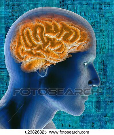 Conceptual image of human brain View Large Photo Image Stock Photography - Conceptual image of human brain. Fotosearch