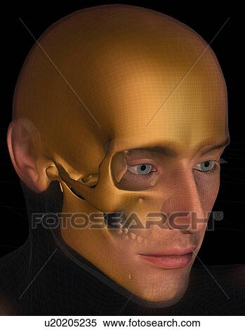 Conceptual image of human skull View Large Photo Image Stock Photography - Conceptual image of human skull. Fotosearch