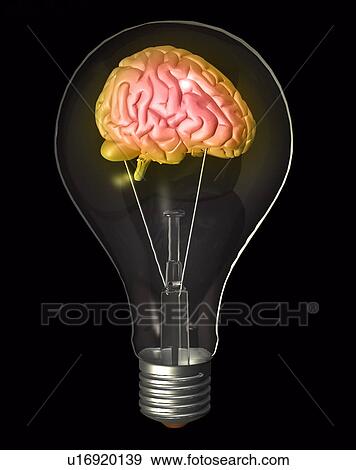 Conceptual image of "light bulb" containing human brain View Large Photo Image Stock Photo - Conceptual image of "light bulb" containing human brain. Fotosearch