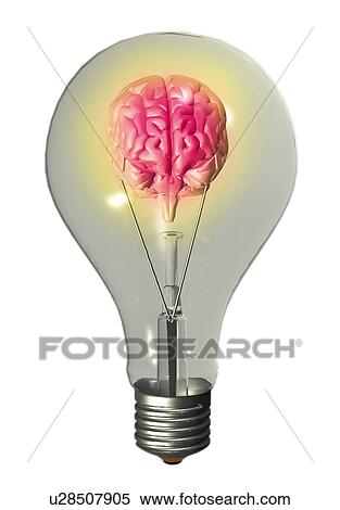 Conceptual image of "light bulb" containing human brain View Large Photo Image Stock Photography - Conceptual image of "light bulb" containing human brain. Fotosearch