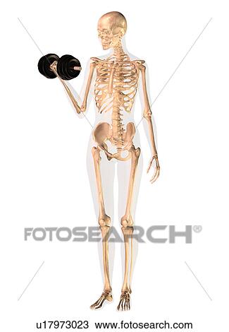 Conceptual image showing human skeleton doing workout View Large Photo Image Stock Image - Conceptual image showing human skeleton doing workout. Fotosearch