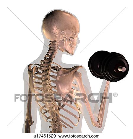 Conceptual image showing human skeleton doing workout View Large Photo Image Stock Photo - Conceptual image showing human skeleton doing workout. Fotosearch