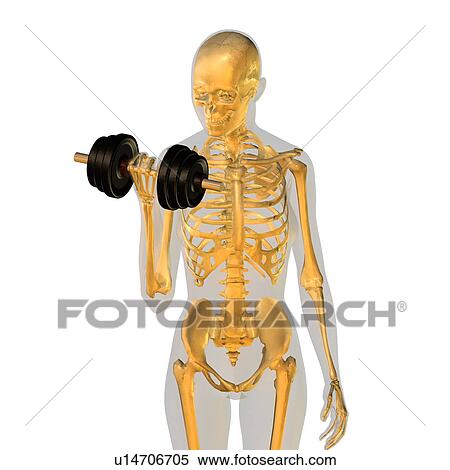 Conceptual image showing human skeleton doing workout View Large Photo Image Stock Photography - Conceptual image showing human skeleton doing workout. Fotosearch