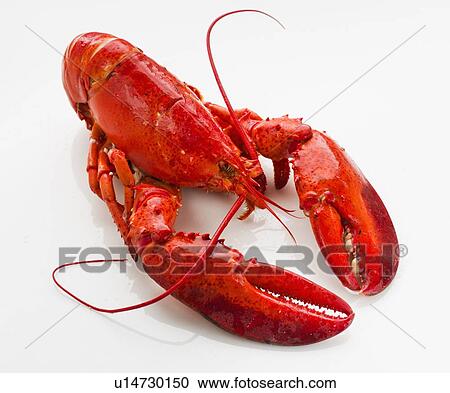 Stock Image - Cooked lobster. Fotosearch