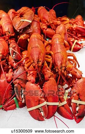 Cooked lobsters View Large Photo Image Stock Photo - Cooked lobsters. Fotosearch