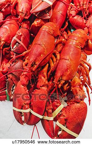 Stock Photograph - Cooked lobsters. Fotosearch