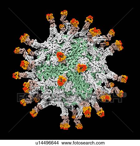 Digitally generated image of 3D molecular model of polio virus View Large Photo Image Picture - Digitally generated image of 3D molecular model of polio virus. Fotosearch