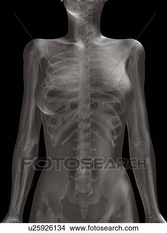 Picture - Digitally generated image of female representation with human skeleton visible. Fotosearch