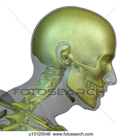 Digitally generated image of human head with human skull visible View Large Photo Image Stock Photo - Digitally generated image of human head with human skull visible. Fotosearch