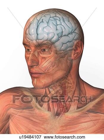 Digitally generated image of human head with inner human organs visible View Large Photo Image Stock Photo - Digitally generated image of human head with inner human organs visible. Fotosearch