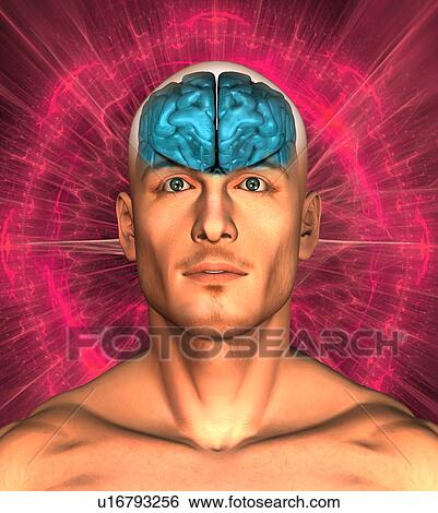 Digitally generated image of human head with inner human organs visible View Large Photo Image Stock Photograph - Digitally generated image of human head with inner human organs visible. Fotosearch