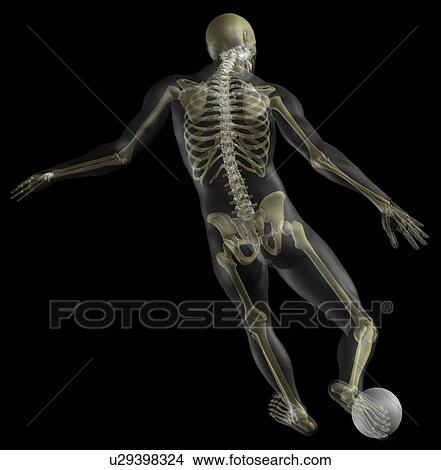 Digitally generated image of human representation playing soccer ball with human skeleton visible View Large Photo Image Picture - Digitally generated image of human representation playing soccer ball with human skeleton visible. Fotosearch