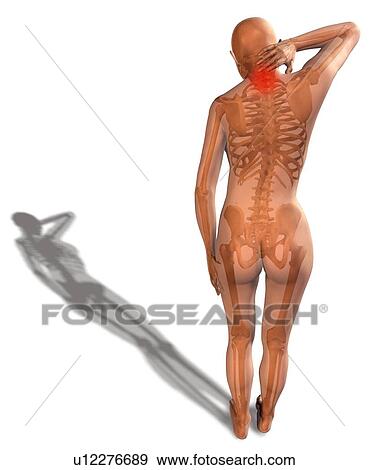 Stock Photo - Digitally generated image of human representation with human skeleton visible. Fotosearch