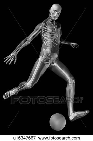 Stock Photo - Digitally generated image of human representation playing soccer ball with human skeleton visible. Fotosearch