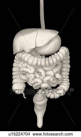 Digitally generated image of inner human organs View Large Photo Image Picture - Digitally generated image of inner human organs. Fotosearch