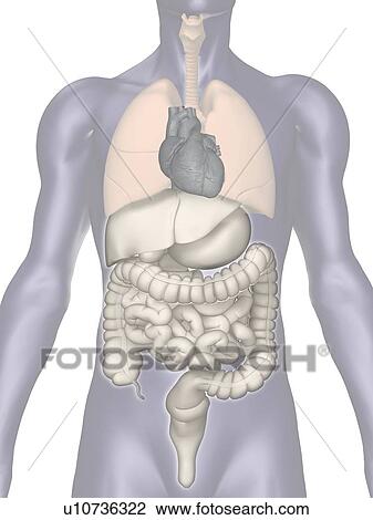 Digitally generated image of inner human organs View Large Photo Image Stock Image - Digitally generated image of inner human organs. Fotosearch