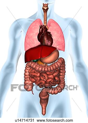 Digitally generated image of inner human organs View Large Photo Image Stock Image - Digitally generated image of inner human organs. Fotosearch