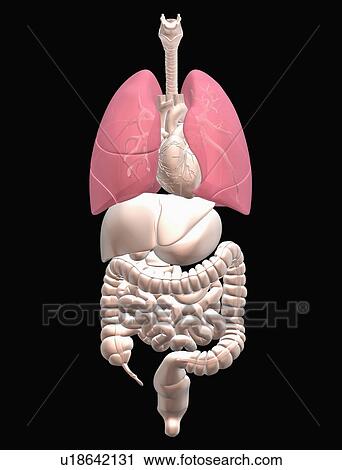 Stock Image - Digitally generated image of inner human organs. Fotosearch