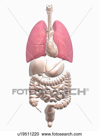 Digitally generated image of inner human organs View Large Photo Image Stock Image - Digitally generated image of inner human organs. Fotosearch