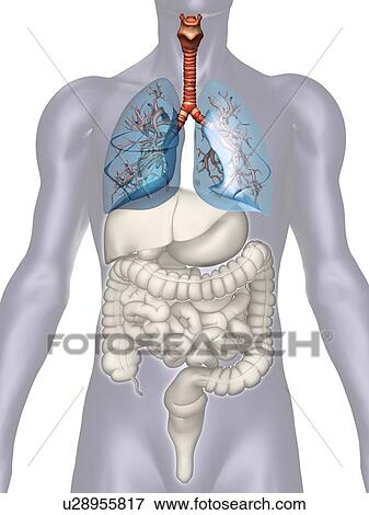 Digitally generated image of inner human organs View Large Photo Image Stock Photo - Digitally generated image of inner human organs. Fotosearch