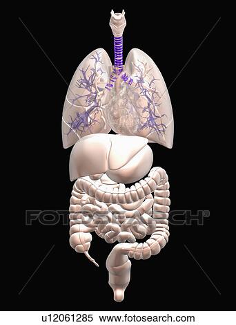 Digitally generated image of inner human organs View Large Photo Image Stock Photography - Digitally generated image of inner human organs. Fotosearch