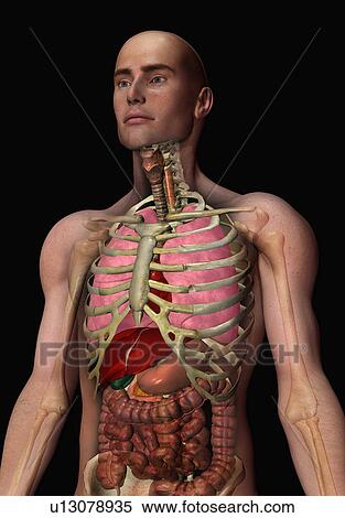 Digitally generated image of inner human organs View Large Photo Image Stock Photography - Digitally generated image of inner human organs. Fotosearch