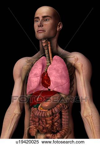 Stock Photography - Digitally generated image of inner human organs. Fotosearch